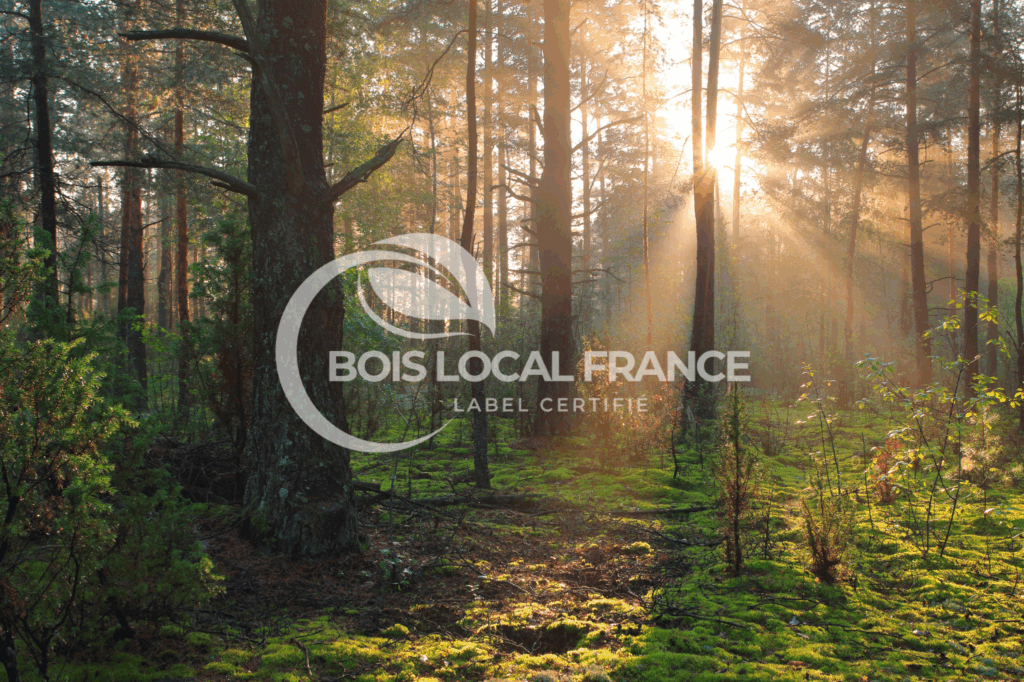 Nos forêts locales avec Bois Local France